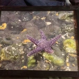 Starfish framed photography